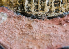 KYARI Kyari Detail - 2014