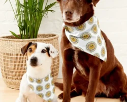 Sun - Pet Bandana