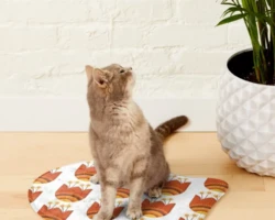 Orange Bloom - Pet Mat